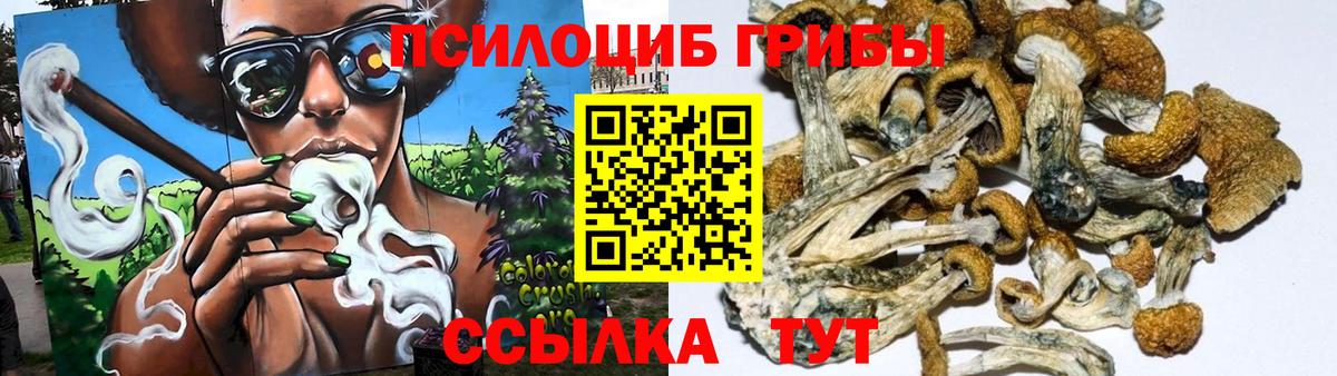 Сунжа  Псилоцибиновые грибы Psilocybine cubensis  Вход с VPN 